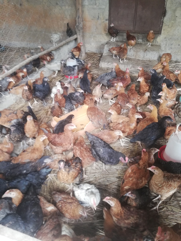 Eine gro├če Gruppe von Hühnern in einem Maschendrahtzaun mit einer Wand und einer Tür im Hintergrund, einschließlich eines Eimers mit Hühnern auf der rechten Seite.