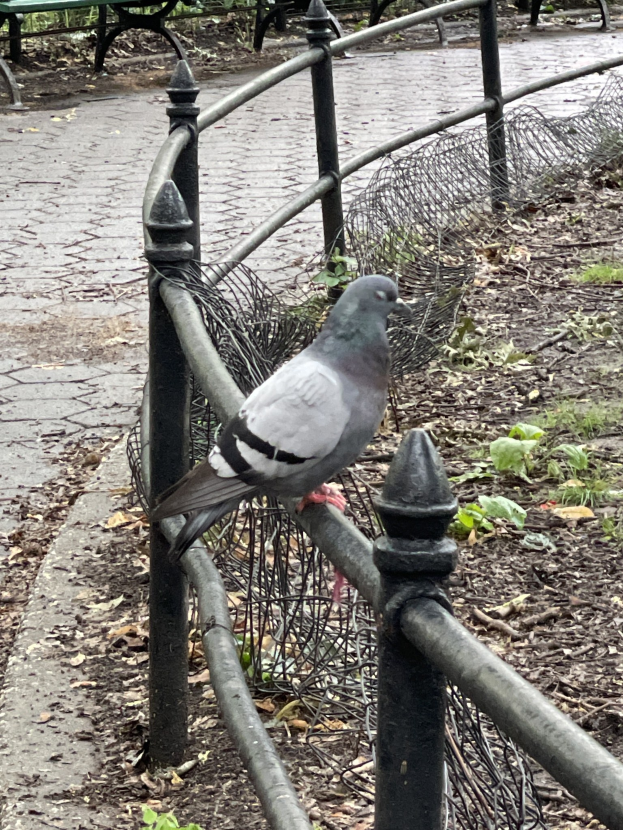 Stadt erlaubt die Demontage des Tauben-Abwehrsystems BirdFree erneut