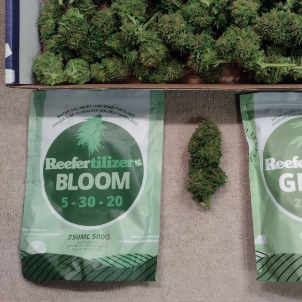Zwei Packungen Reefertilizer Bloom 5-30-20 Hanfsamen neben einer Schachtel Cannabisblüten auf einem Tisch