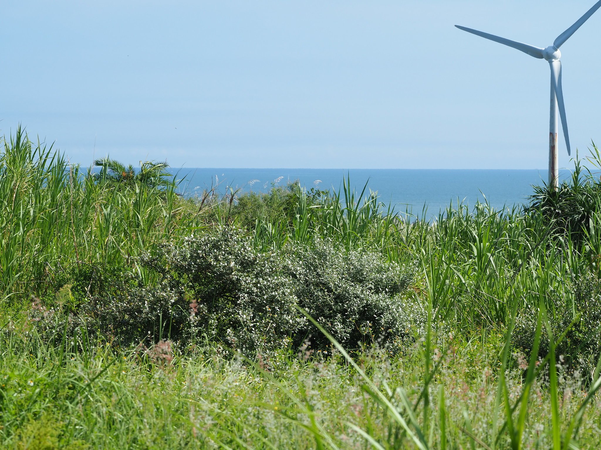 Wind turbine in a grassy field with ocean and sky in the background.