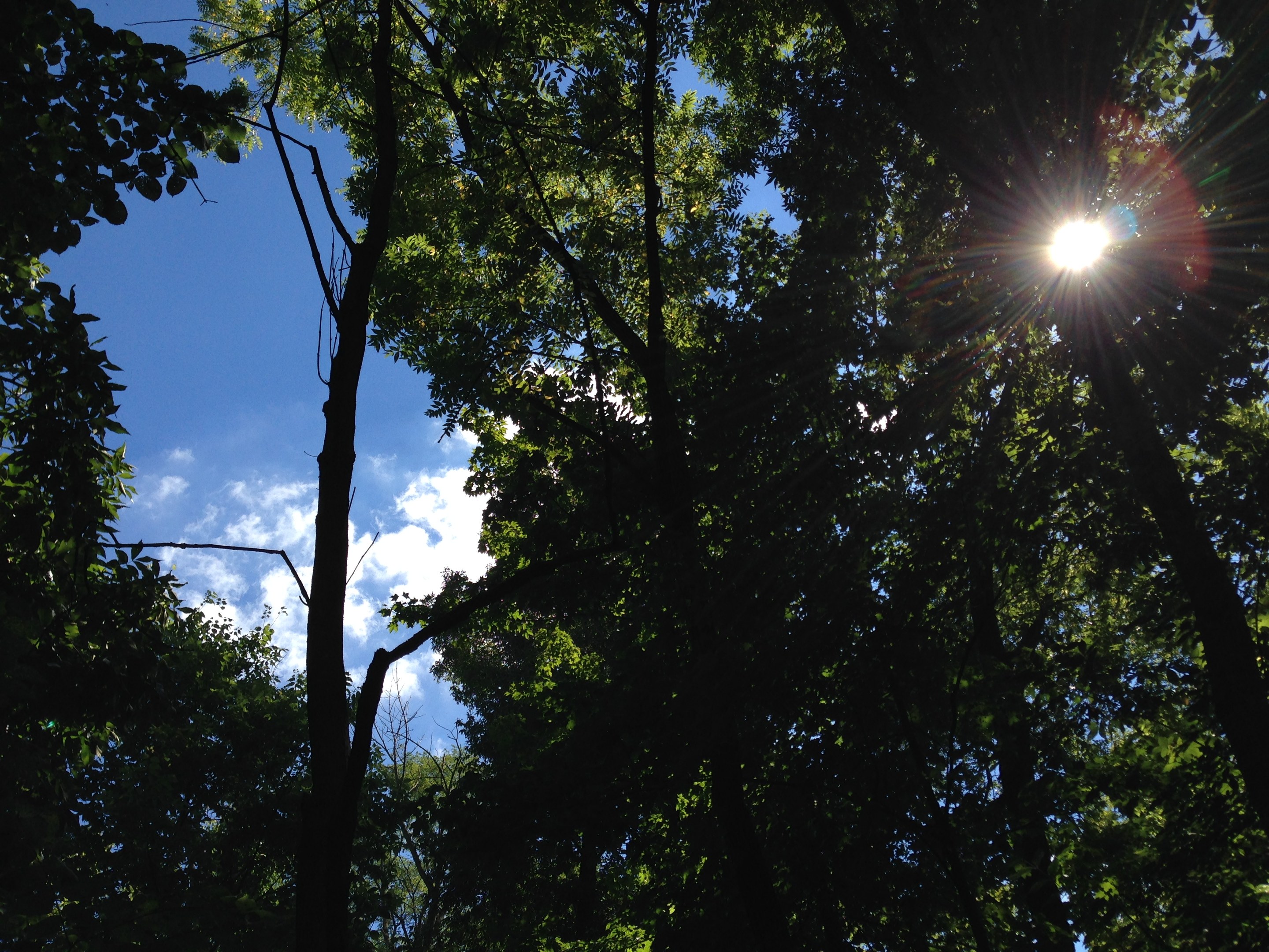 Ein Wald voller Bäume mit Sonnenlicht, das hindurchscheint und den hellen Himmel erleuchtet.