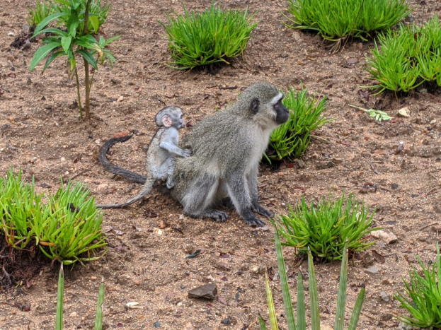 Eine Grüne Meerkatzerin hält ihr Baby nah an der Brust, beide sitzen auf dem Boden umgeben von Pflanzen mit neugierigen Gesichtern.