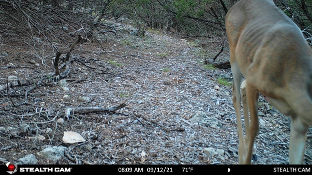 Ein Reh, das einen Schotterweg in einem bewaldeten Gebiet mit verstreuten Steinen und Zweigen entlanggeht, mit Text am unteren Rand, der 'Stealth Cam - Rehjagd in Texas' lautet.