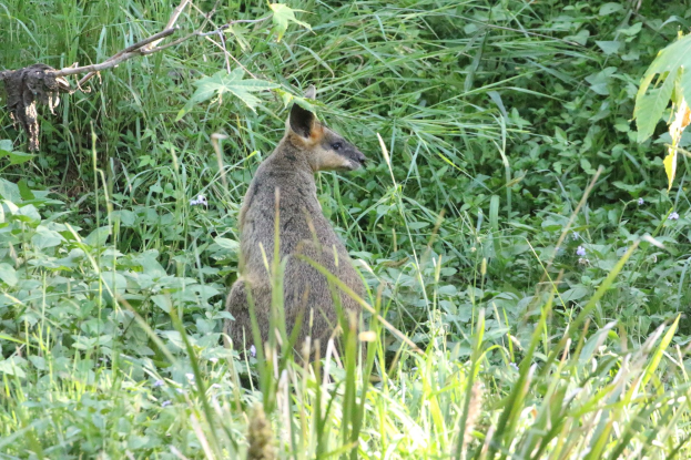 Ein kleines Wallaby mit braun-schwarzem Fell steht aufmerksam im Gras bei Pflanzen, seine Ohren sind gespitzt.