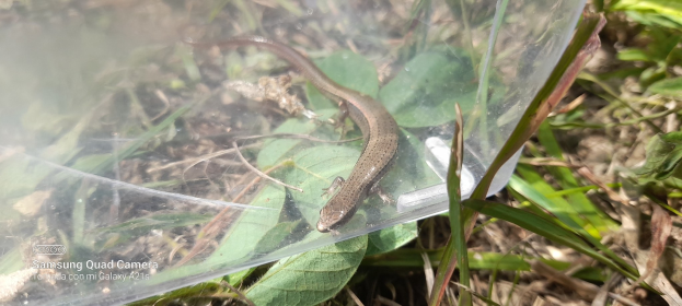 Kleine braune Eidechse sitzt auf einem Plastikbeutel zwischen grünen und trockenen Blättern am Boden.