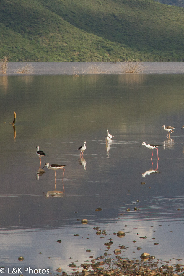 Gruppe von Schwarzschnabelstörchen im See mit Bäumen und Hügeln im Hintergrund, Text unten.