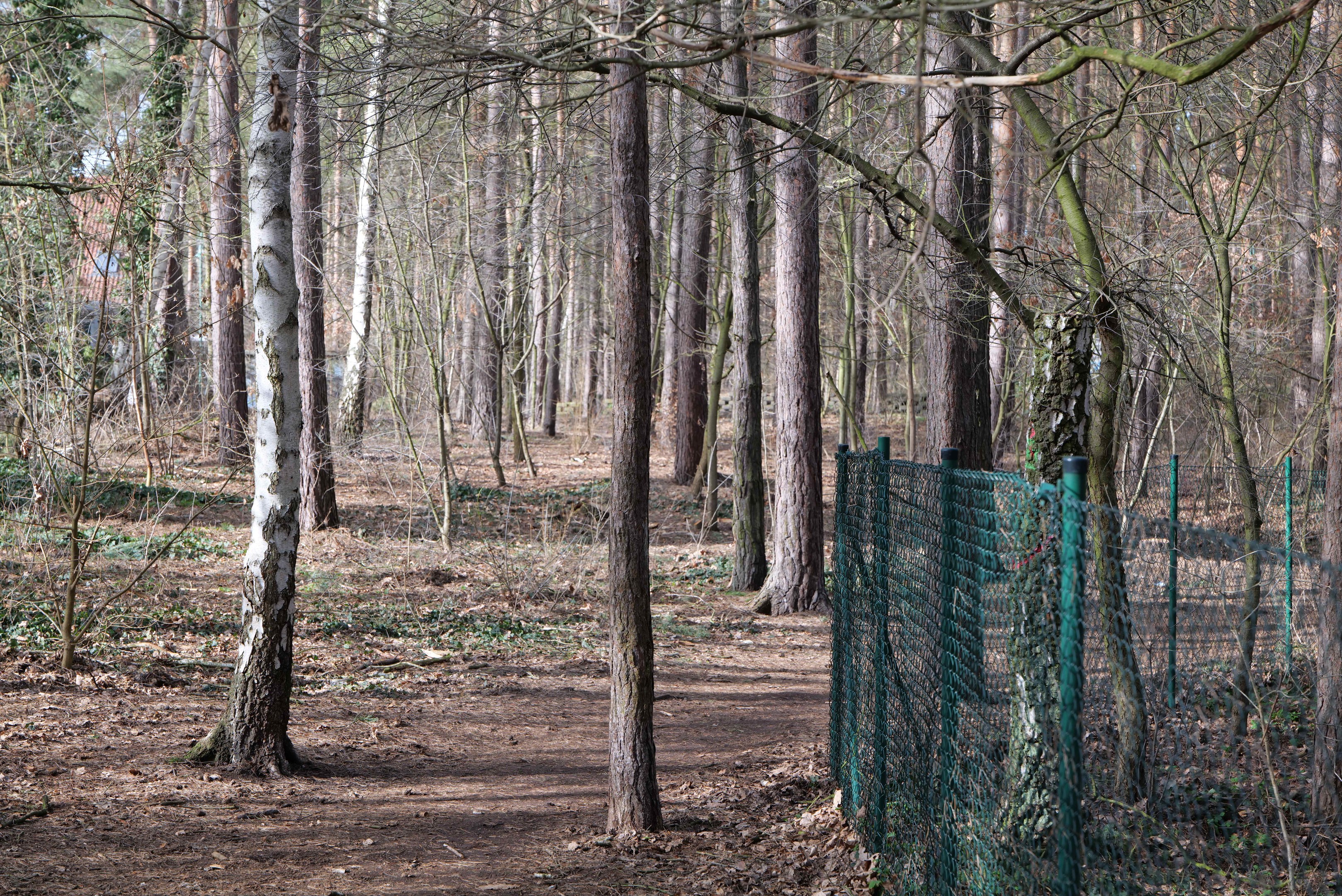 Ein gewundener Pfad durch einen dichten Wald mit hohen, üppigen Bäumen, die Schatten spenden, gesäumt von einem grünen Zaun auf der rechten Seite.
