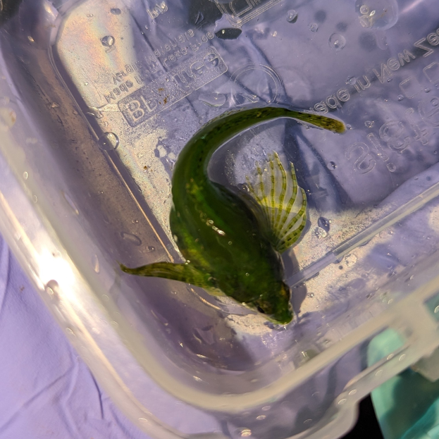 Ein kleiner grüner Fisch schwimmt in einem Kunststoffbehälter mit Wasser, mit einem Tuch am Boden.
